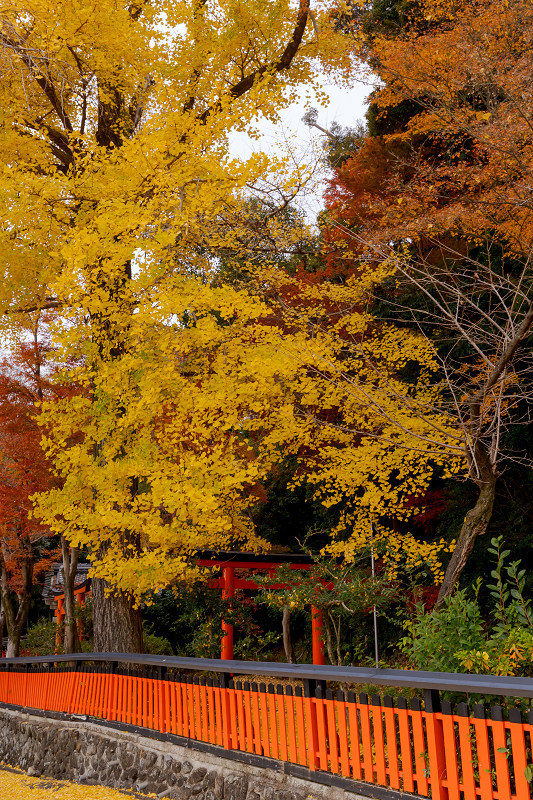 2021紅葉輝く京都　晩秋・山崎聖天（観音寺）_f0155048_21124306.jpg