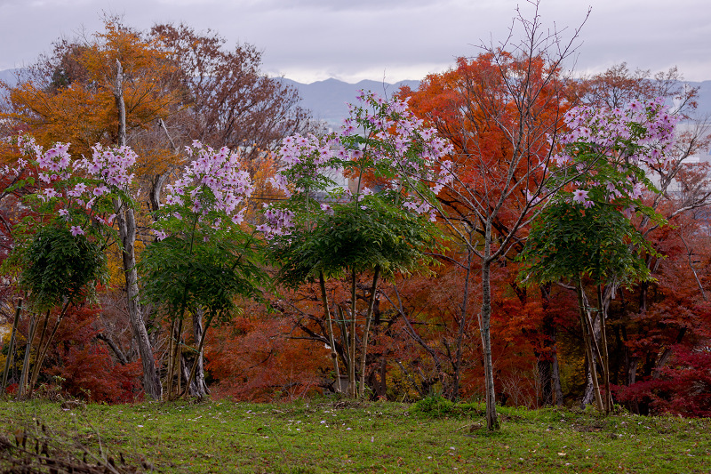 2021紅葉輝く京都　晩秋・山崎聖天（観音寺）_f0155048_21134907.jpg