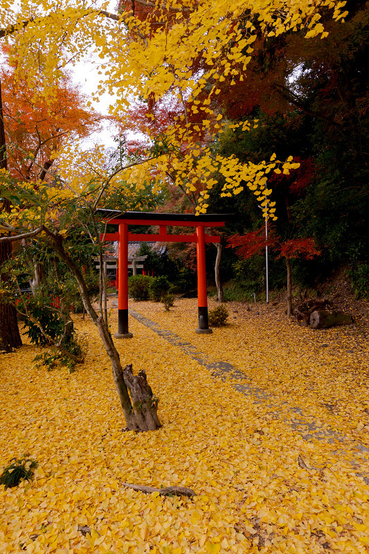 2021紅葉輝く京都　晩秋・山崎聖天（観音寺）_f0155048_21142979.jpg