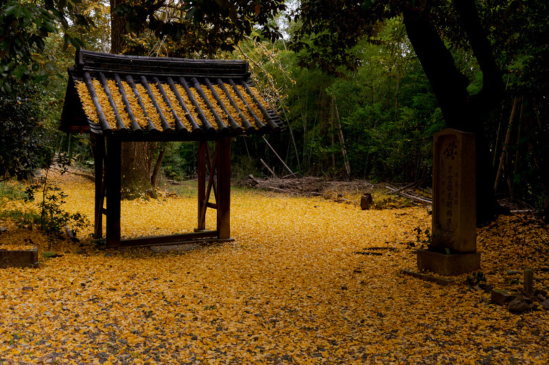 2021紅葉輝く京都　晩秋・山崎聖天（観音寺）_f0155048_21155070.jpg