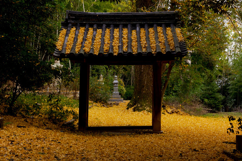 2021紅葉輝く京都　晩秋・山崎聖天（観音寺）_f0155048_21160281.jpg