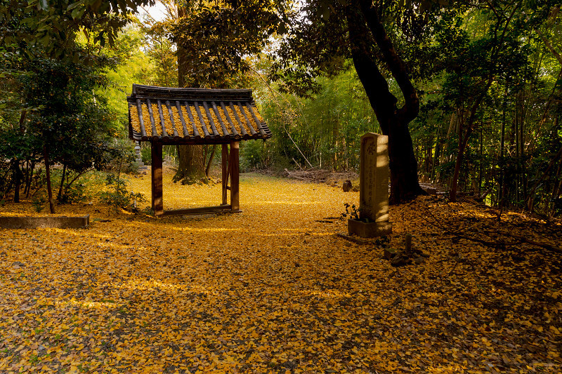 2021紅葉輝く京都　晩秋・山崎聖天（観音寺）_f0155048_21162582.jpg
