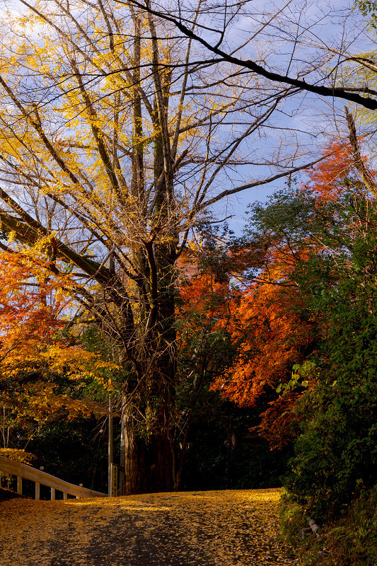 2021紅葉輝く京都　晩秋・山崎聖天（観音寺）_f0155048_21164369.jpg