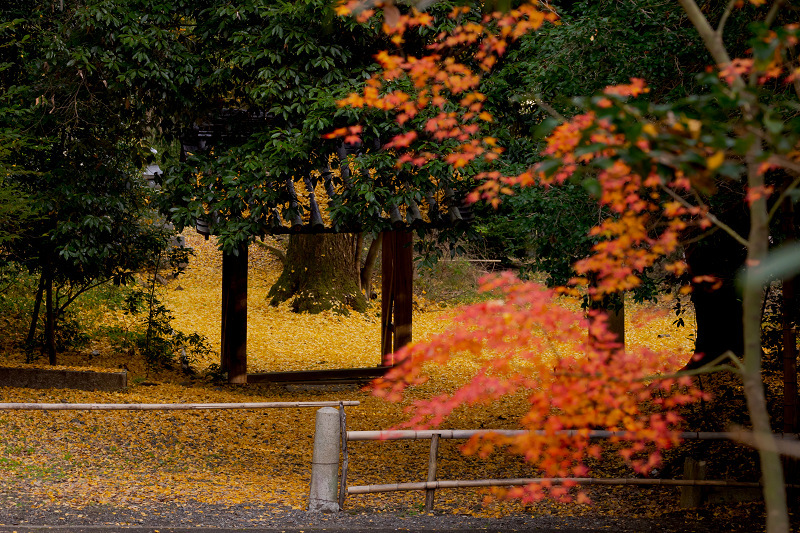 2021紅葉輝く京都　晩秋・山崎聖天（観音寺）_f0155048_21170060.jpg