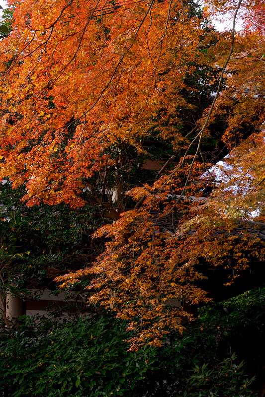 2021紅葉輝く京都　晩秋・山崎聖天（観音寺）_f0155048_21173126.jpg