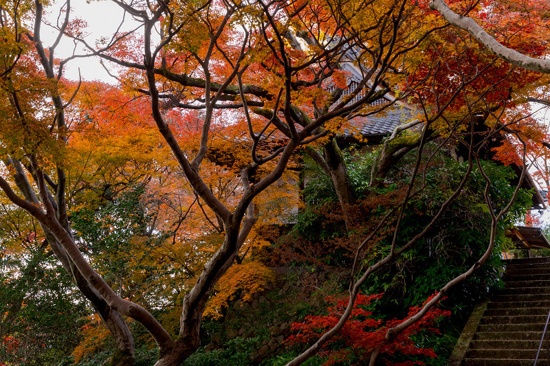2021紅葉輝く京都　晩秋・山崎聖天（観音寺）_f0155048_21175470.jpg