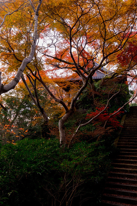 2021紅葉輝く京都　晩秋・山崎聖天（観音寺）_f0155048_21181357.jpg