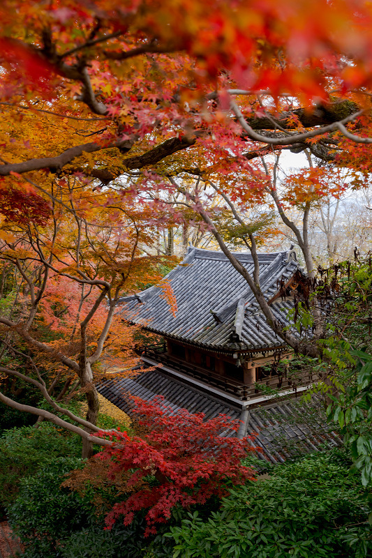 2021紅葉輝く京都　晩秋・山崎聖天（観音寺）_f0155048_21190384.jpg