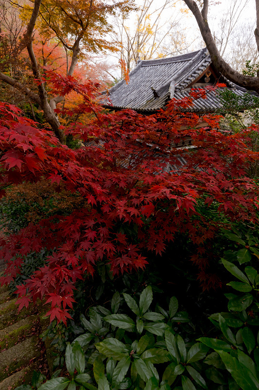 2021紅葉輝く京都　晩秋・山崎聖天（観音寺）_f0155048_21200851.jpg