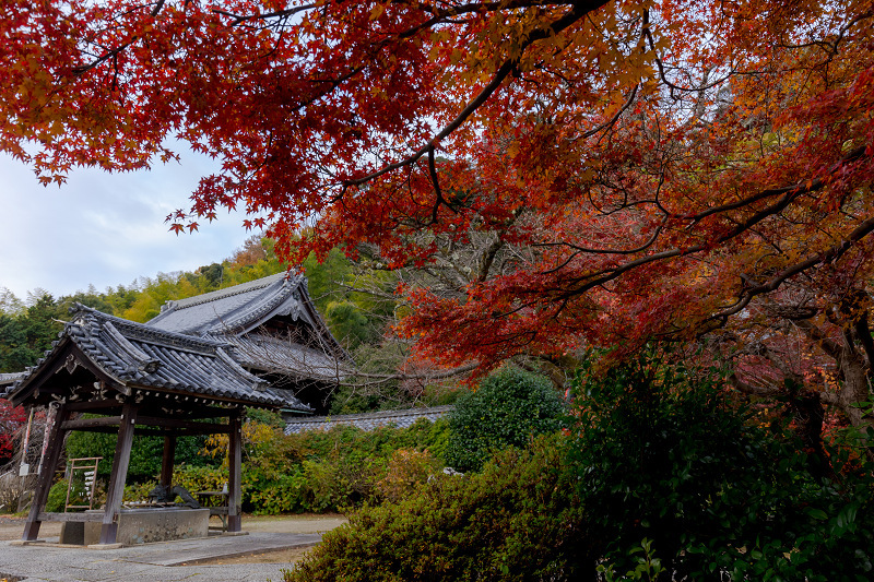 2021紅葉輝く京都　晩秋・山崎聖天（観音寺）_f0155048_21202434.jpg