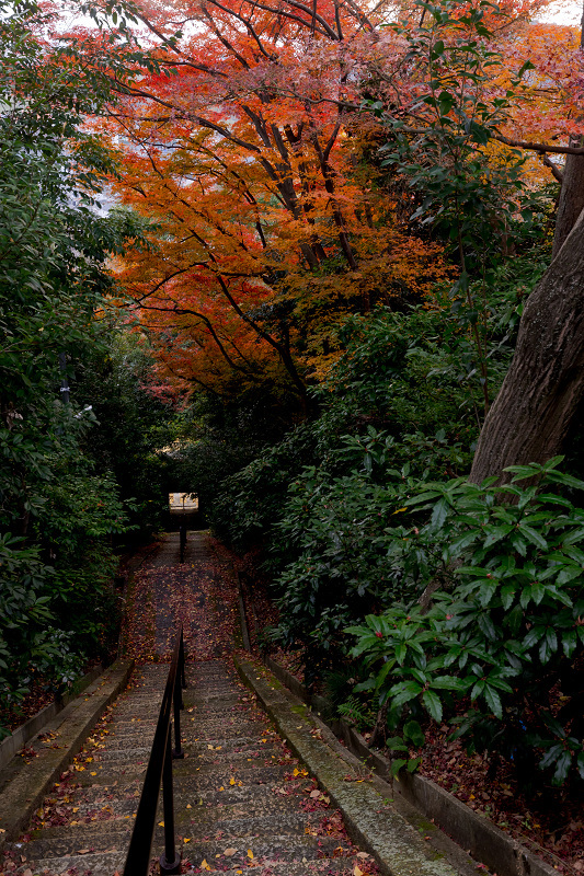 2021紅葉輝く京都　晩秋・山崎聖天（観音寺）_f0155048_21220582.jpg