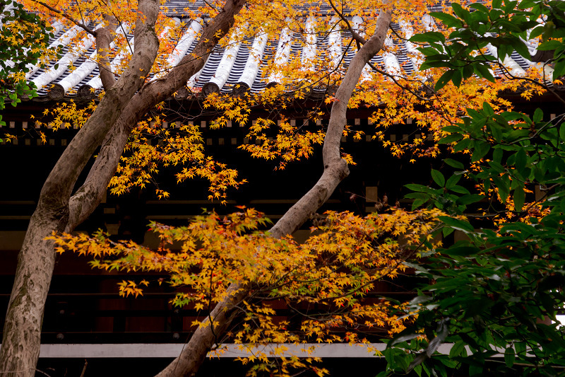 2021紅葉輝く京都　晩秋・山崎聖天（観音寺）_f0155048_21223832.jpg