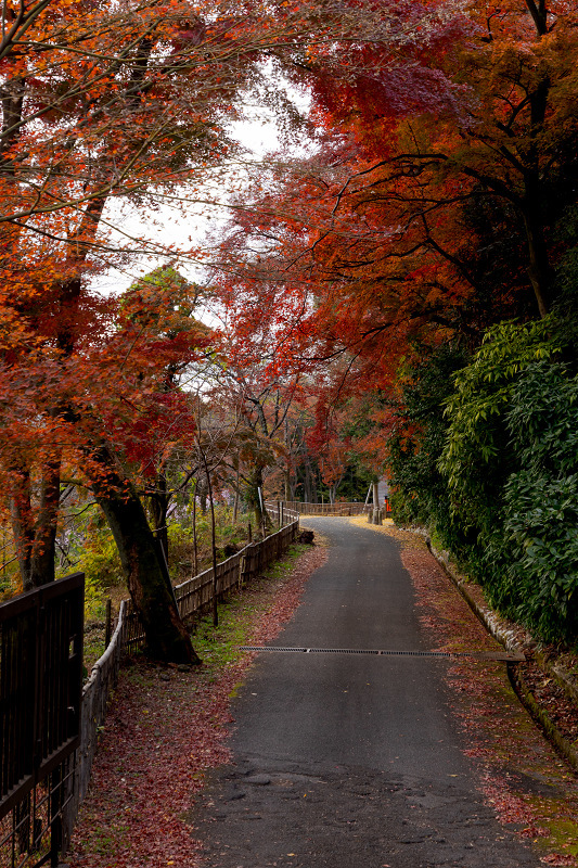 2021紅葉輝く京都　晩秋・山崎聖天（観音寺）_f0155048_21225513.jpg