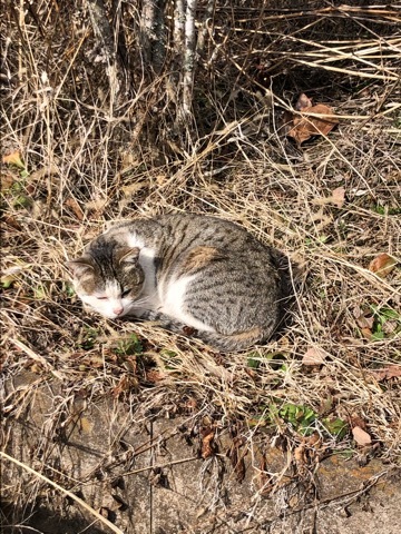 野良ねこ写真館_f0363168_16024569.jpeg