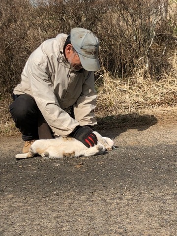 野良ねこ写真館_f0363168_16033313.jpeg