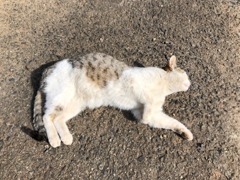 野良ねこ写真館_f0363168_16045093.jpeg