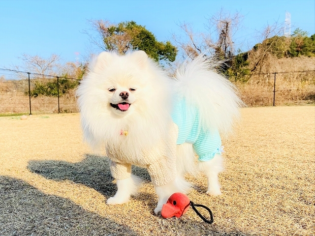 この日のメイメイ、実は・・・_d0360206_19332545.jpg