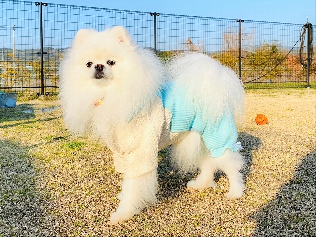 この日のメイメイ、実は・・・_d0360206_19333012.jpg