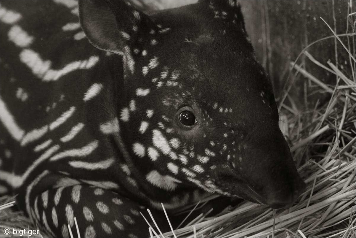 うり坊 動物たち 光と影
