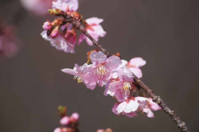 ■ウォーキング1【相模原 清流の里の河津桜/清流レストランでランチ】_b0033423_22502159.jpg