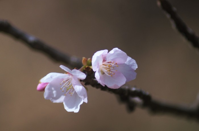 ■ウォーキング1【相模原 清流の里の河津桜/清流レストランでランチ】_b0033423_22523872.jpg