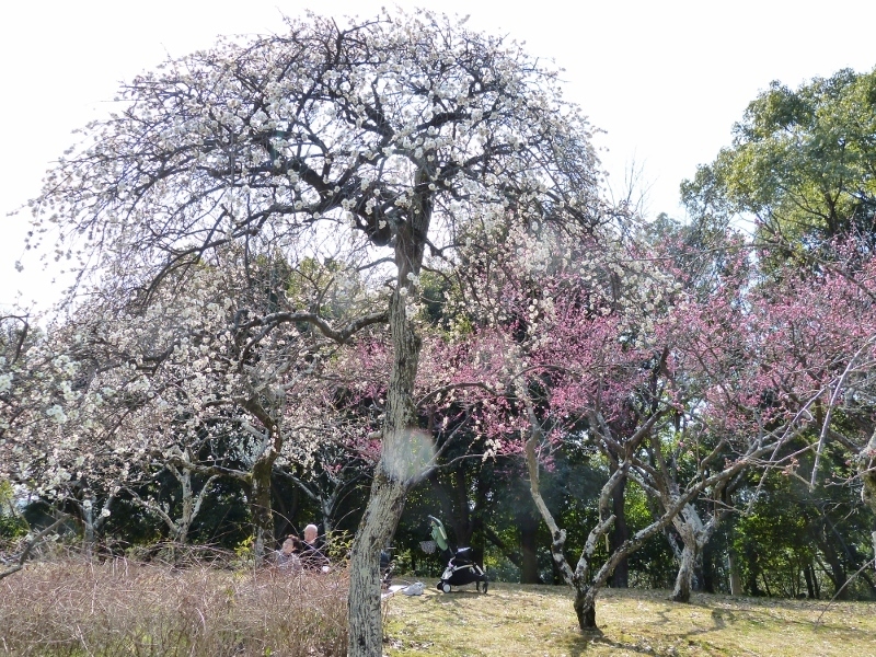 イカルと河津桜と_d0382730_18052355.jpg