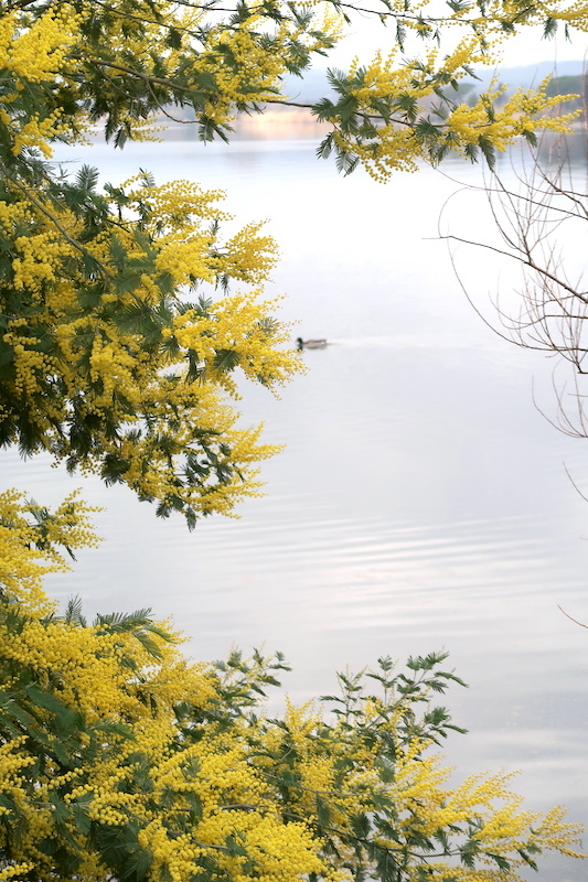 女性の日にボルセーナ湖に咲くミモザの花を_f0234936_23283844.jpg