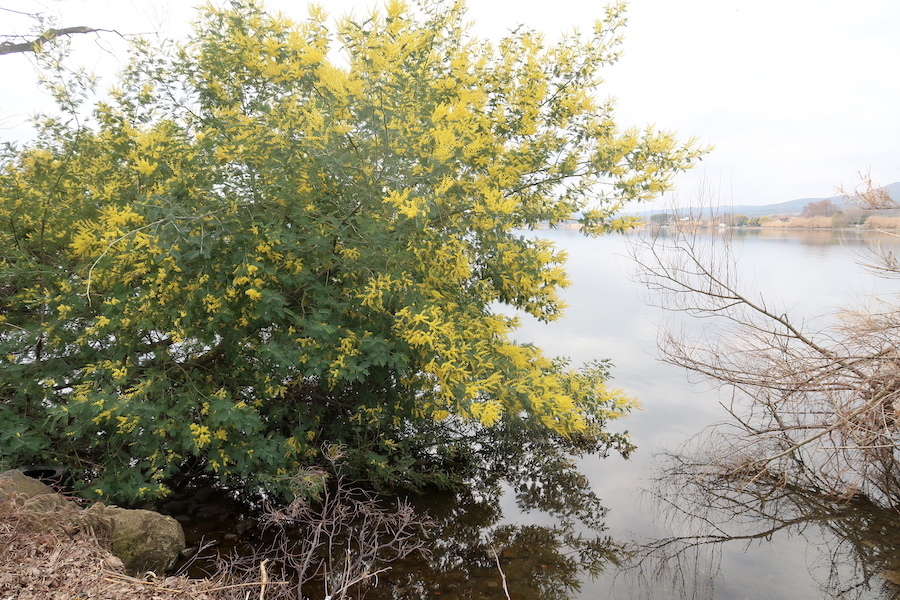 女性の日にボルセーナ湖に咲くミモザの花を_f0234936_23405517.jpg