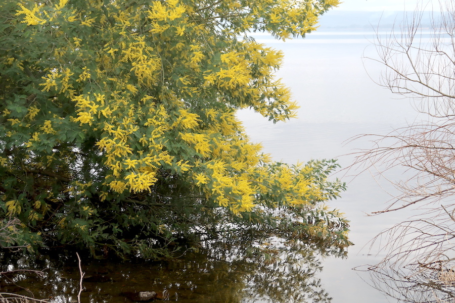 女性の日にボルセーナ湖に咲くミモザの花を_f0234936_23425839.jpg