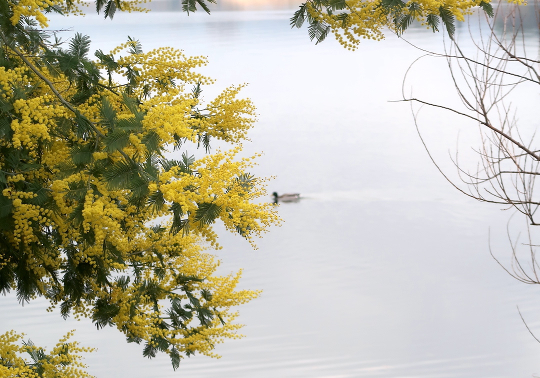 女性の日にボルセーナ湖に咲くミモザの花を_f0234936_23564333.jpg