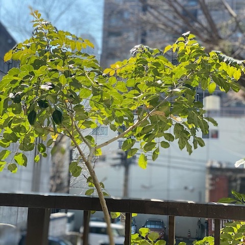 フード　オン　フード_d0364239_18445166.jpg