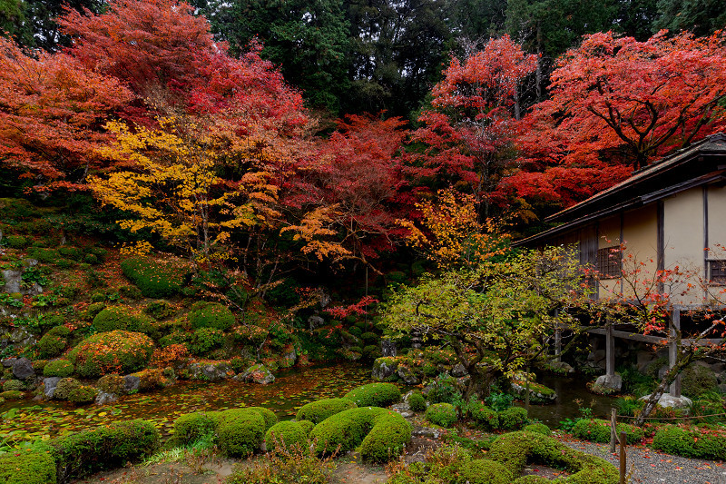 2021紅葉輝く滋賀　雨に散る（金剛輪寺・前編）_f0155048_20483893.jpg