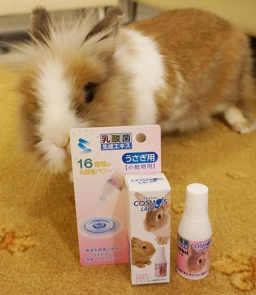 318円 上質 乳酸菌生成エキス コスモスラクト ハムスター用 318円 上質 乳酸菌生成エキス コスモスラクト ハムスター用