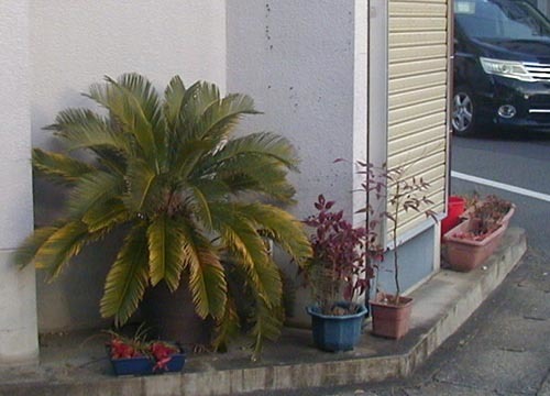 ●撮り鉄の轍踏み蘇鉄読み耽り、その20_d0053294_23581262.jpg