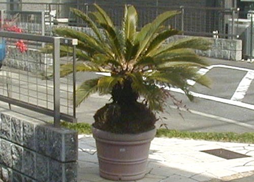 ●撮り鉄の轍踏み蘇鉄読み耽り、その20_d0053294_23583585.jpg