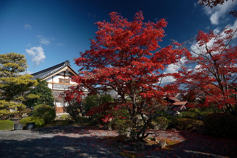 2021年京都の紅葉@西賀茂 神光院_f0032011_19433959.jpg