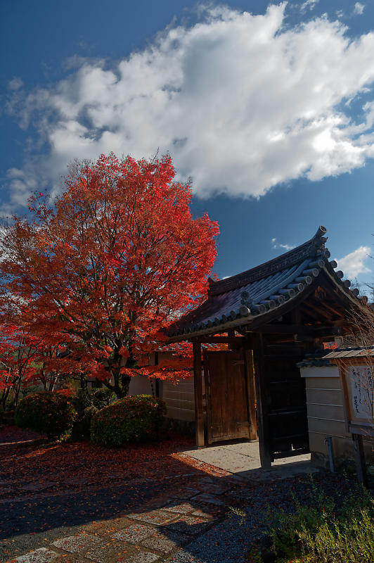 2021年京都の紅葉@西賀茂 神光院_f0032011_19433960.jpg