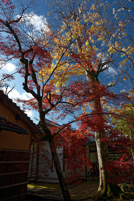 2021年京都の紅葉@西賀茂 神光院_f0032011_19433972.jpg