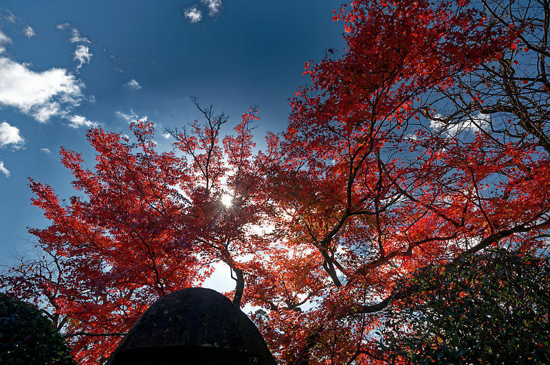 2021年京都の紅葉@西賀茂 神光院_f0032011_19433979.jpg