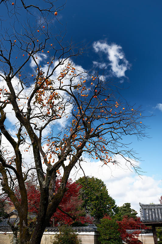 2021年京都の紅葉@西賀茂 神光院_f0032011_19434019.jpg