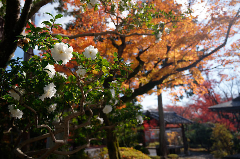 2021年京都の紅葉@西賀茂 神光院_f0032011_19434047.jpg
