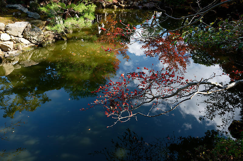 2021年京都の紅葉@西賀茂 神光院_f0032011_19434083.jpg