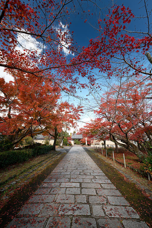 2021年京都の紅葉@西賀茂 神光院_f0032011_19434135.jpg