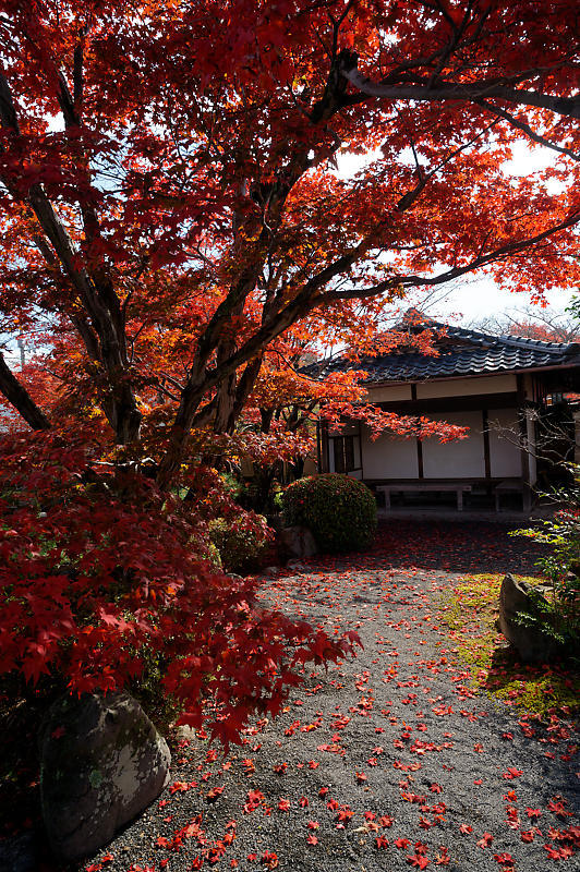 2021年京都の紅葉@西賀茂 神光院_f0032011_19463754.jpg