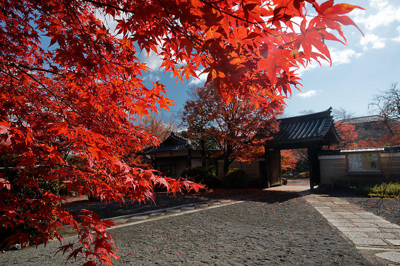 2021年京都の紅葉@西賀茂 神光院_f0032011_19463756.jpg
