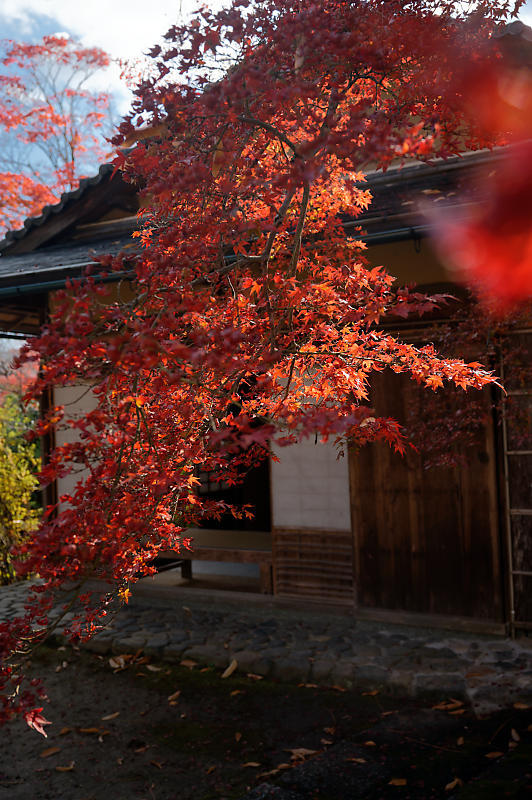 2021年京都の紅葉@西賀茂 神光院_f0032011_19463758.jpg