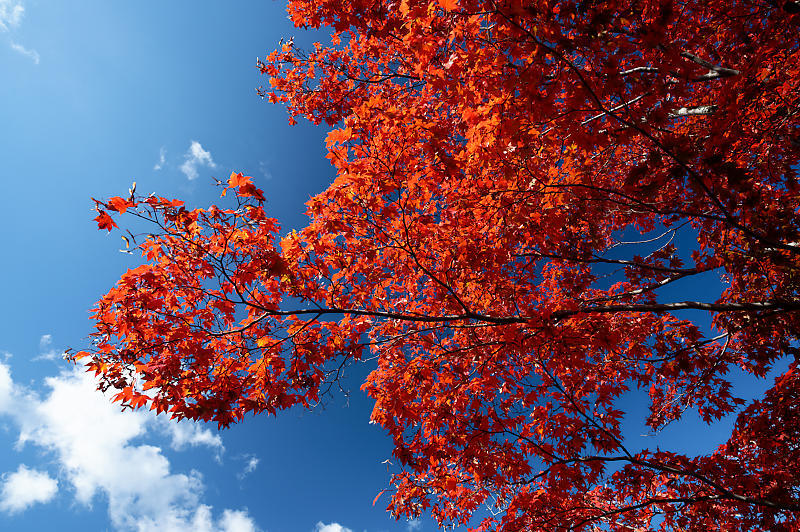 2021年京都の紅葉@西賀茂 神光院_f0032011_19463830.jpg