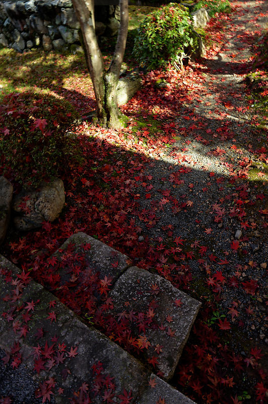 2021年京都の紅葉@西賀茂 神光院_f0032011_19463898.jpg