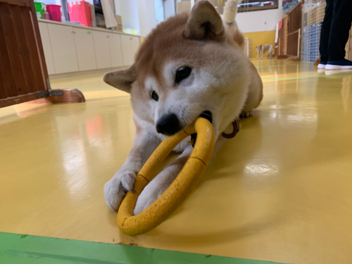 今週のドッグラン_f0357682_10543463.jpg