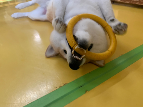 今週のドッグラン_f0357682_10544163.jpg
